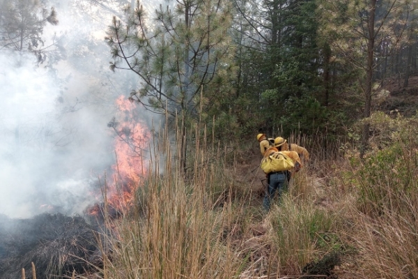 Brigadas forestales extinguen incendio de Tlachichuca