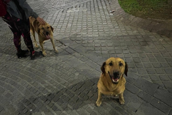 Bienestar Animal y municipios trabajan para proteger a seres sintientes