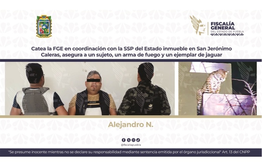 Catea la FGE en coordinación con la SSP del Estado inmueble en San Jerónimo Caleras, asegura a un sujeto, un arma de fuego y un ejemplar de jaguar