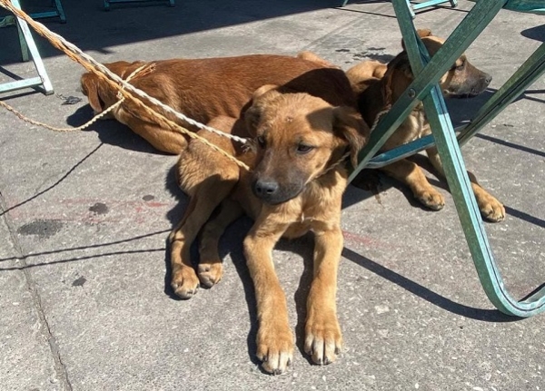 Realiza Gobierno de la Ciudad Jornada Integral de Atención Animal en San Miguel Canoa