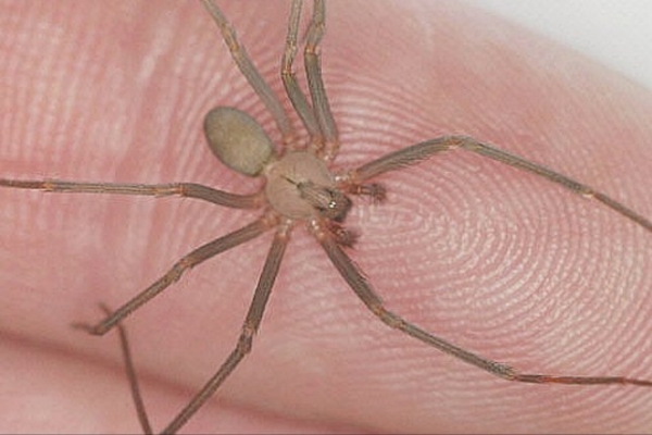 ¡Así reconoces a la araña violinista! ¡Ten cuidado!