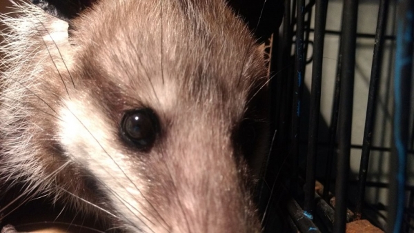 Tlacuache, el marsupial mexicano con una gran historia y raíces ancestrales