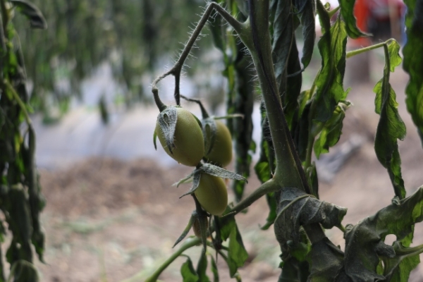 Gobierno del Estado de Puebla atiende afectaciones en el sector agropecuario