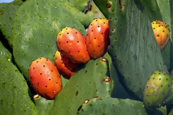Anuncia Lupita Cuautle la 29ª Feria del Nopal