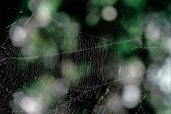 Puebla refuerza servicios de salud ante temporada de araña violinista